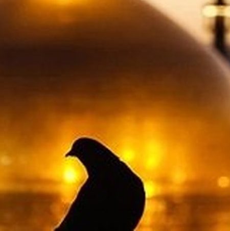 دانلود آهنگ محسن چاوشی به نام کلاغ رو سیاه