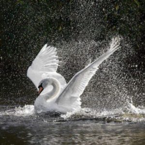 دانلود آهنگ گلی  مهستی  ساخته شده توسط هوش مصنوعی