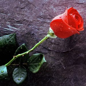 دانلود آهنگ عروسی مازیار فلاحی و دفان بند